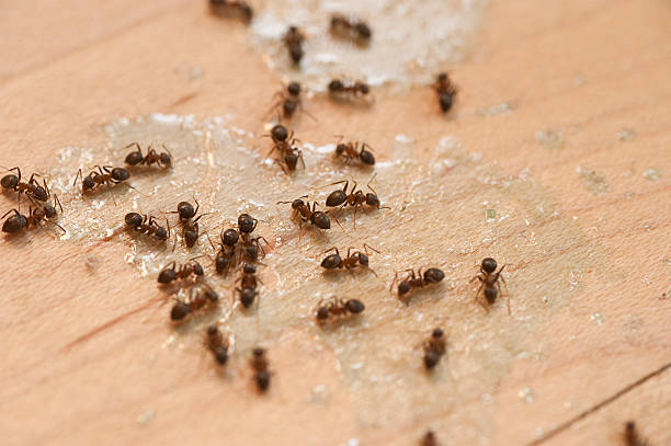Best Pest Control for Homes  in Osborne, KS