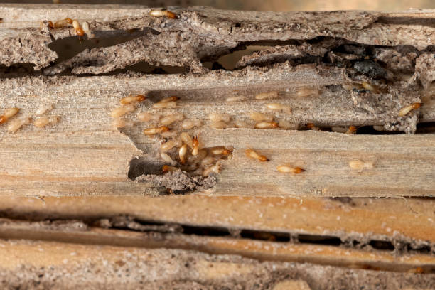 Best Cockroach Control Services  in Osborne, KS